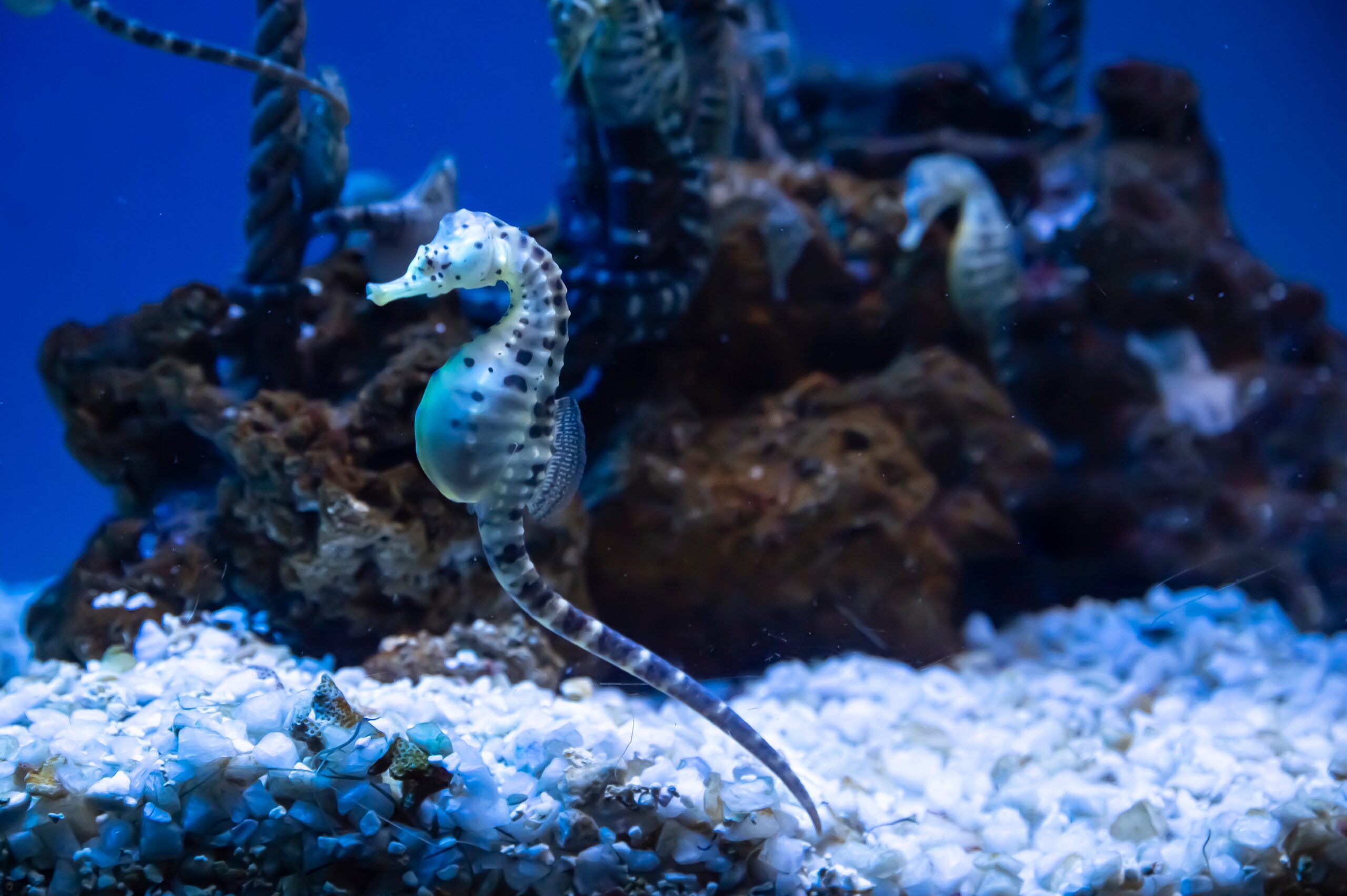 Acquario di Genova